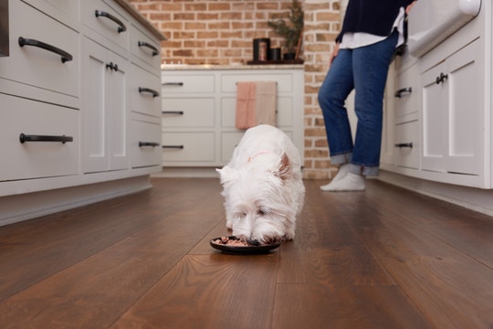 Picky dog eating a meal