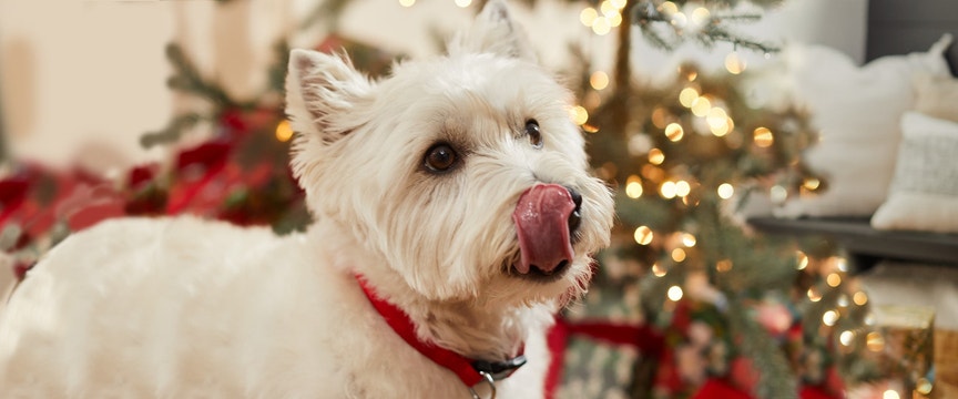 Cute Westie getting ready to eat