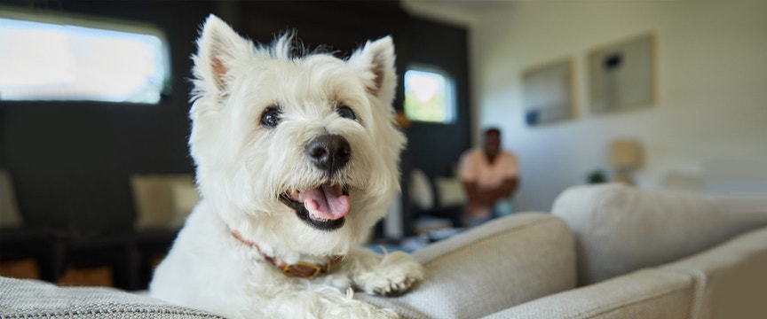 Cute Westie climbing on the back of the couch