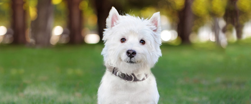 Small west highland white terrier looking into the camera