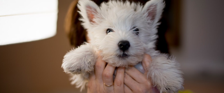 Puppy being held up to the camera