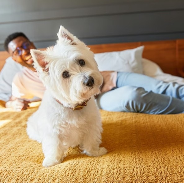 Cute West Highland Terrier waiting for dinner