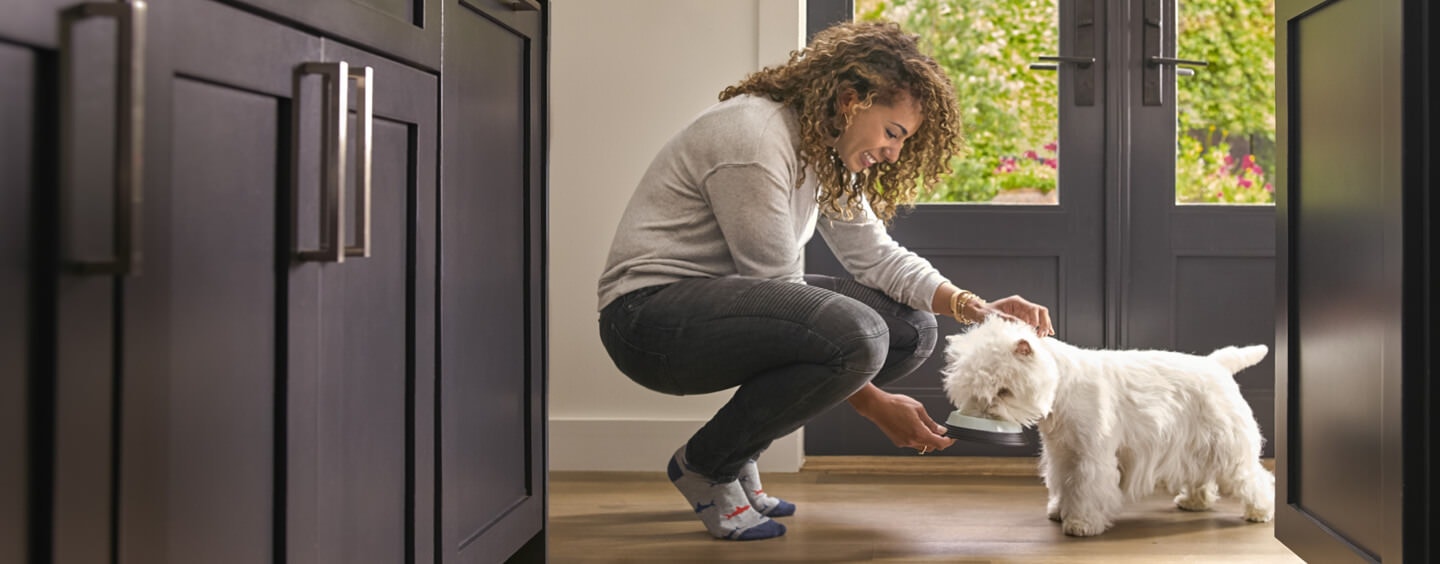 woman feeding Westie dog food from bowl