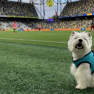 Westie on NSC soccer field