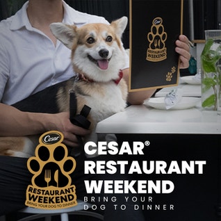 Cesar Restaurant Weekend Corgi at Table