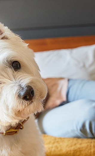 /sites/g/files/fnmzdf2476/files/2025-08/Cesar-doggie-body-language-article-desktop-1440x617.jpg