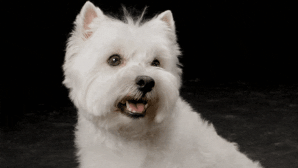 Small Breed Gourmet Dog Food CESAR