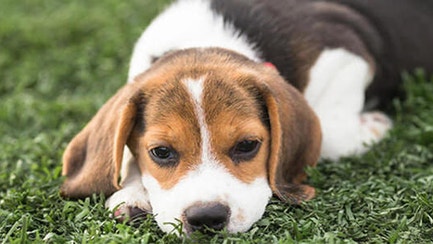 puppy laying down on grass