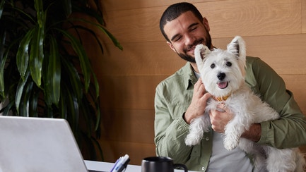 westie at the office