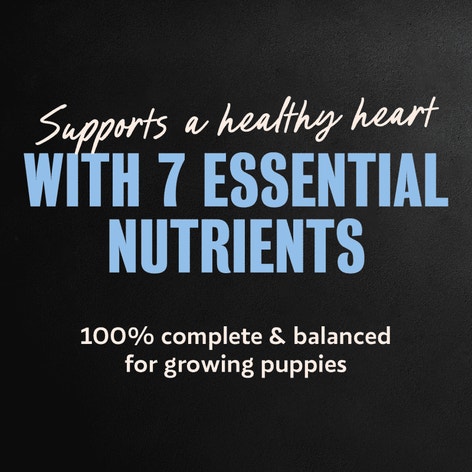 Cesar Puppy Filets in Gravy Chicken Recipe Wet Dog Food, 3.5 oz Easy Peel Tray image 1