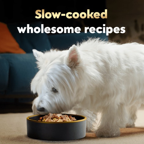 Cesar Wholesome Meals Adult Wet Dog Food Beef, Chicken and Vegetable Recipe image 1