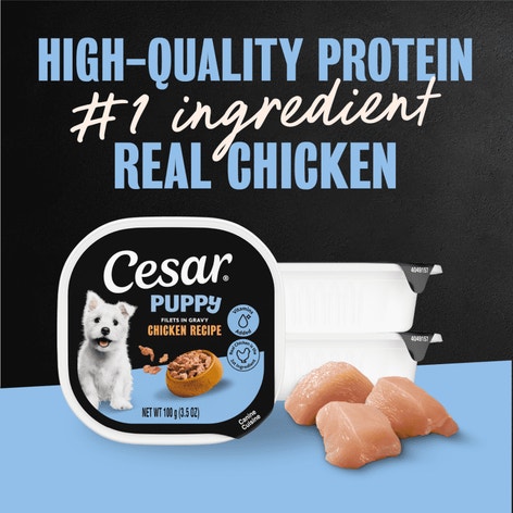Cesar Puppy Filets in Gravy Chicken Recipe Wet Dog Food, 3.5 oz Easy Peel Tray image 1
