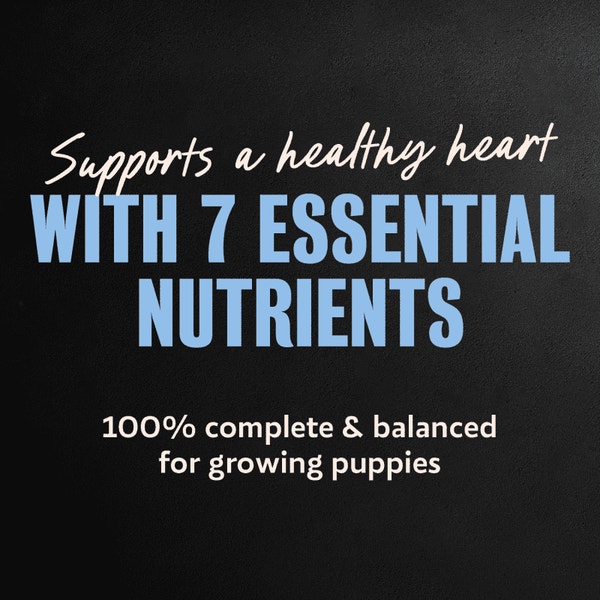 Cesar Puppy Filets in Gravy Chicken Recipe Wet Dog Food, 3.5 oz Easy Peel Tray image 4