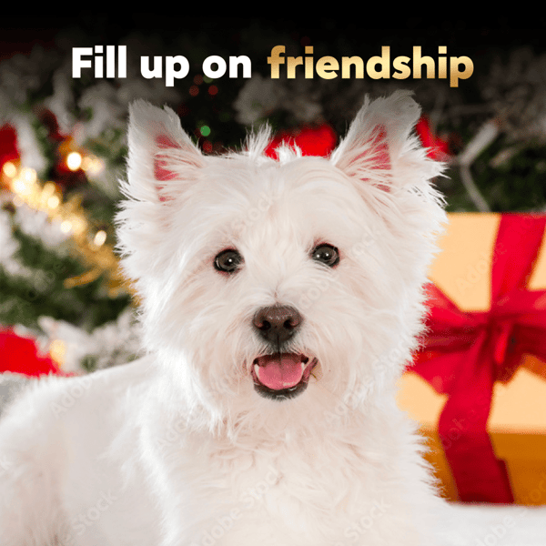 Bulk canned dog food best sale