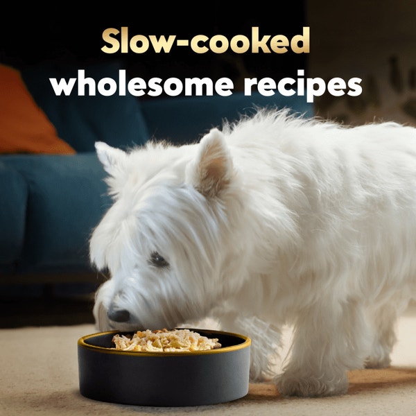 Cesar Wholesome Meals Adult Wet Dog Food, Chicken and Vegetables Recipe image 4