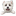 Cat Image