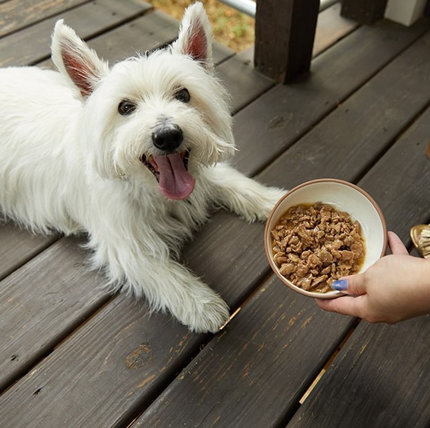 Cute westie excited about CESAR® Canine Cuisine
