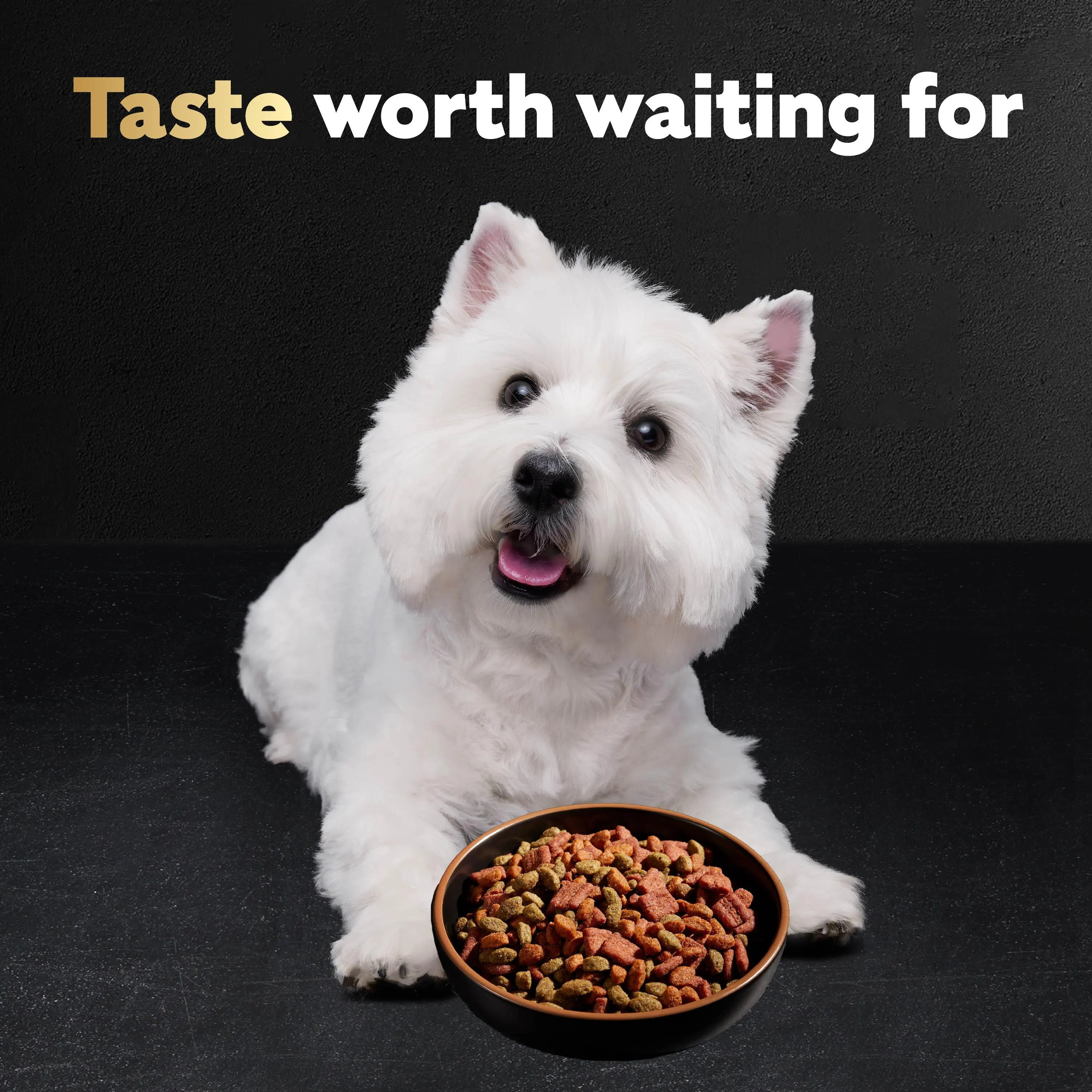 West Highland Terrier eating a bowl of CESAR® dog food