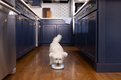 Westie enjoying a bowl of CESAR® wet dog food on kitchen floor