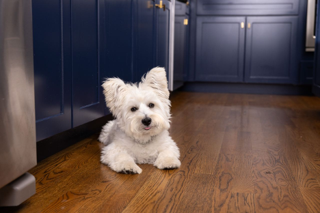West Highland Terrier lying down in modern navy kitchen